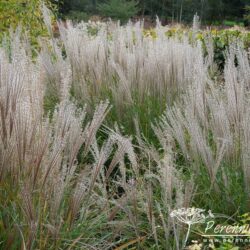 Miscanthus sinensis Kleine Silberspinne