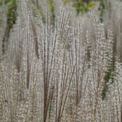 Miscanthus sinensis Kleine Silberspinne