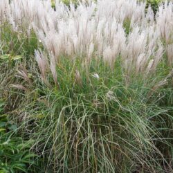 Miscanthus sinensis Kleine Silberspinne