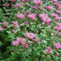 Monarda Melissa