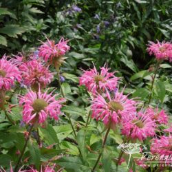 Monarda Melissa