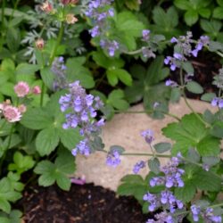 Nepeta racemosa Walker's Low