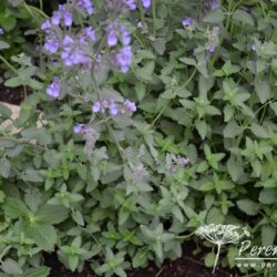 Nepeta racemosa Walker's Low