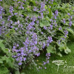 Nepeta racemosa Walker's Low