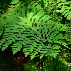 Osmunda regalis