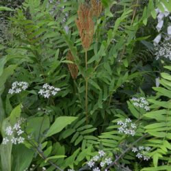 Osmunda regalis