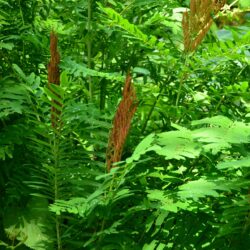 Osmunda regalis