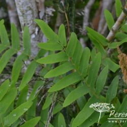 Osmunda regalis