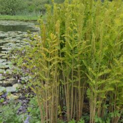 Osmunda regalis