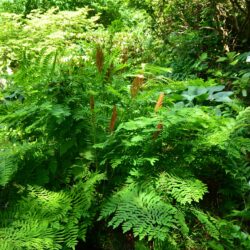 Osmunda regalis