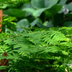 Osmunda regalis