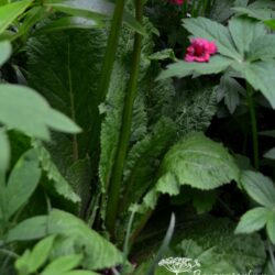 Primula japonica Miller's Crimson