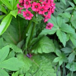 Primula japonica Miller's Crimson