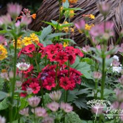 Primula japonica Miller's Crimson