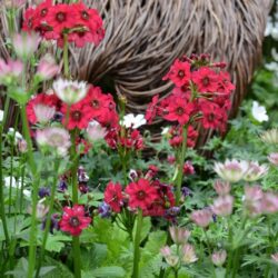 Primula japonica Miller's CrimsonPrimula japonica Miller's Crimson