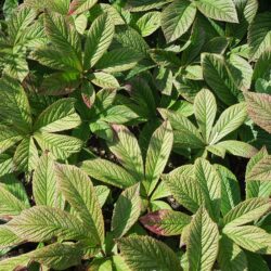 Rodgersia pinnata Chocolate Wing