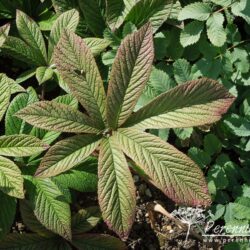 Rodgersia pinnata Chocolate Wing