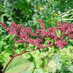 Rodgersia pinnata Chocolate Wing