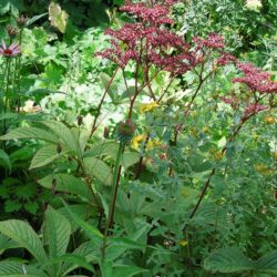 Rodgersia pinnata Chocolate Wing