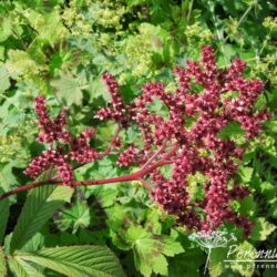 Rodgersia pinnata Chocolate Wing