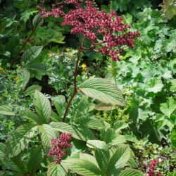 Rodgersia pinnata Chocolate Wing