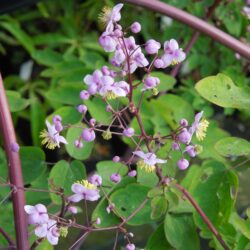 Thalictrum rochebrunianum