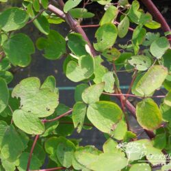 Thalictrum rochebrunianum