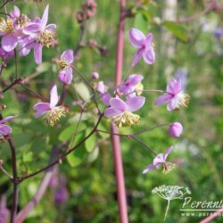 Thalictrum rochebrunianum