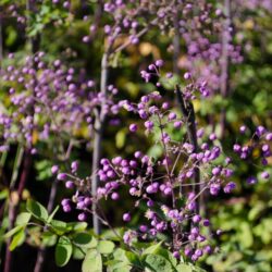 Thalictrum rochebrunianum