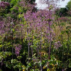 Thalictrum rochebrunianum