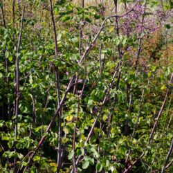 Thalictrum rochebrunianum