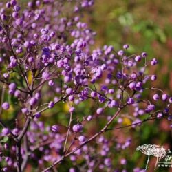 Thalictrum rochebrunianum