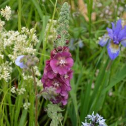 Verbascum Cherry Helen