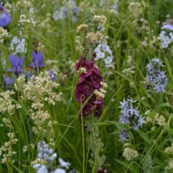 Verbascum Cherry Helen