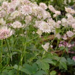 Astrantia major Pink Sensation