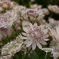 Astrantia major Pink Sensation