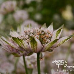 Astrantia major Pink Sensation