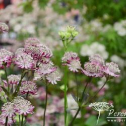 Astrantia major Rubra