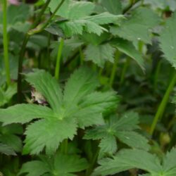 Astrantia major Rubra