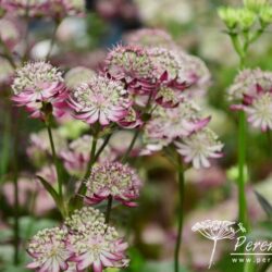 Astrantia major Rubra