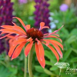 Echinacea Hot Summer