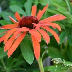 Echinacea Hot Summer