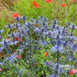 Eryngium x zabelii Big Blue