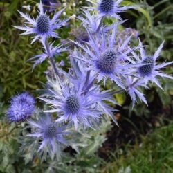 Eryngium x zabelii Big Blue