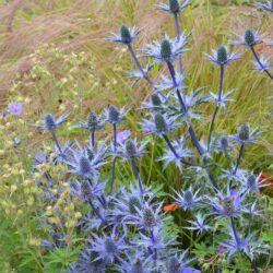 Eryngium x zabelii Big Blue