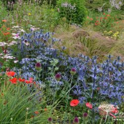 Eryngium x zabelii Big Blue