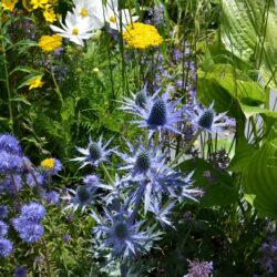 Eryngium x zabelii Big Blue