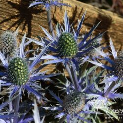 Eryngium x zabelii Big Blue