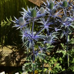 Eryngium x zabelii Big Blue