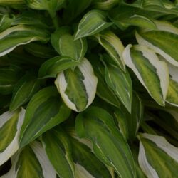 Hosta Hanky Panky